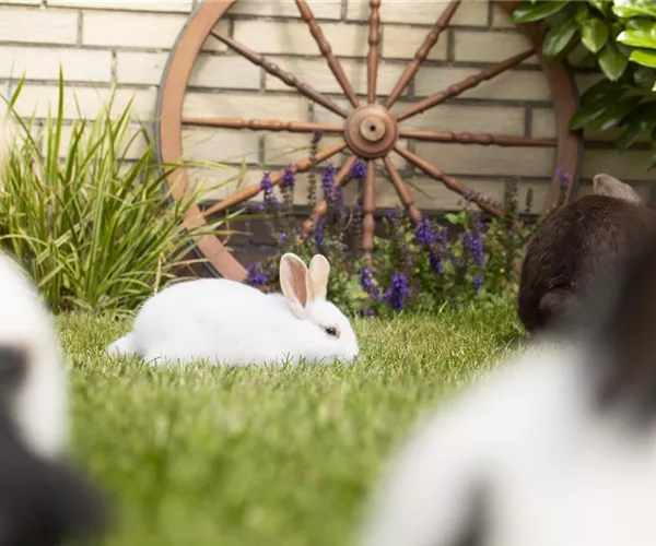 Die Kleintierwiese – ein Paradies für kleine Nager