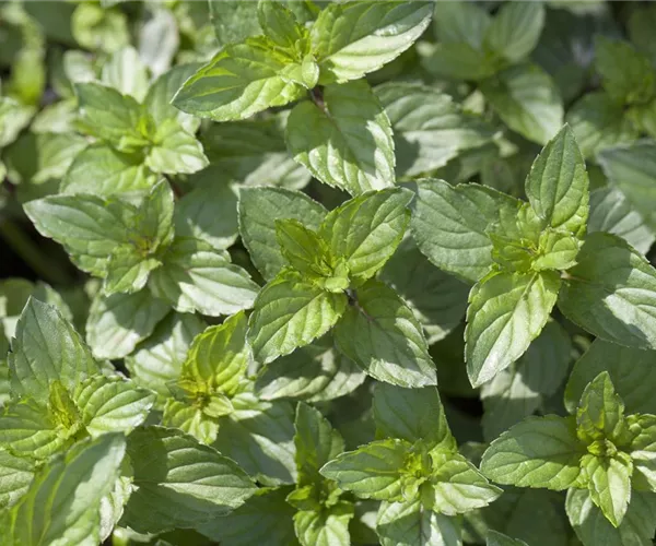 Minze und Pfefferminze – der kleine aber feine Unterschied