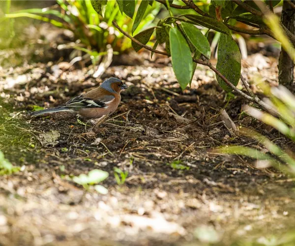 Der Garten – Heimat für Vögel und Co.