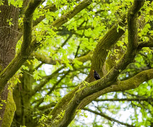 Schattenplätze schaffen