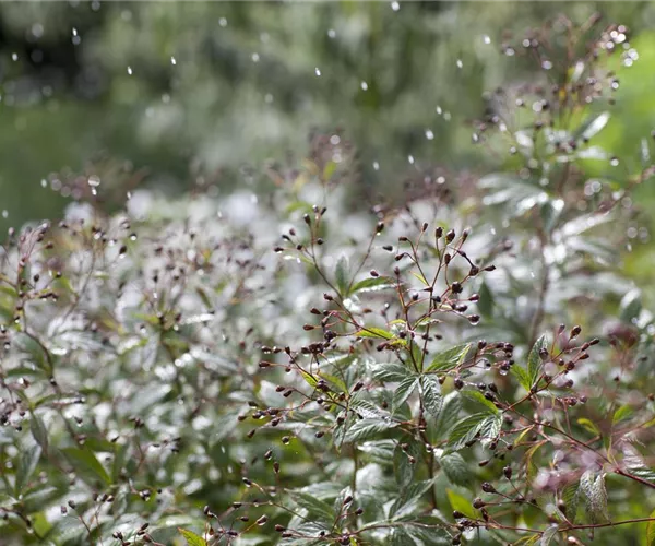Wasser marsch – Regenwasser für durstige Pflanzen