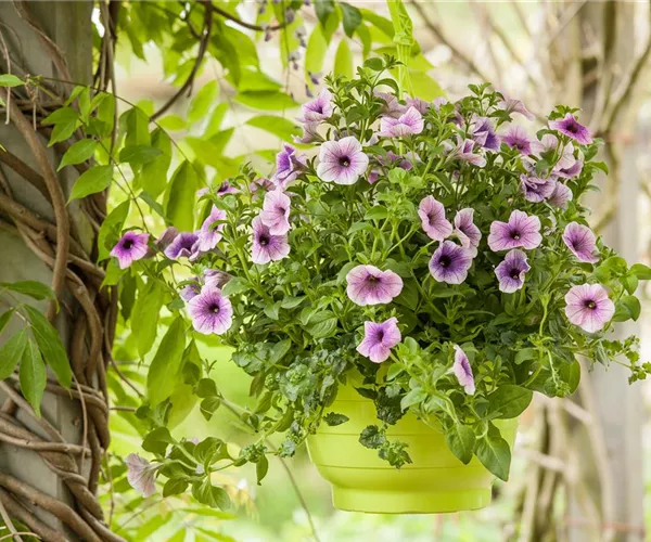 Urban Gardening trifft Upcycling – Blumenampeln aus einem Küchensieb