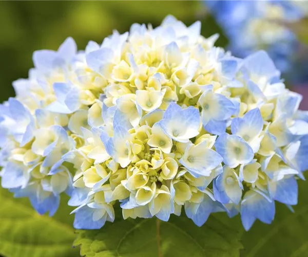 Hortensienarten und ihre wundervollen Eigenschaften