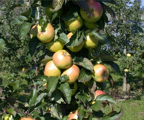 Die Streuobstwiese – Gesundheit zum Selberpflücken