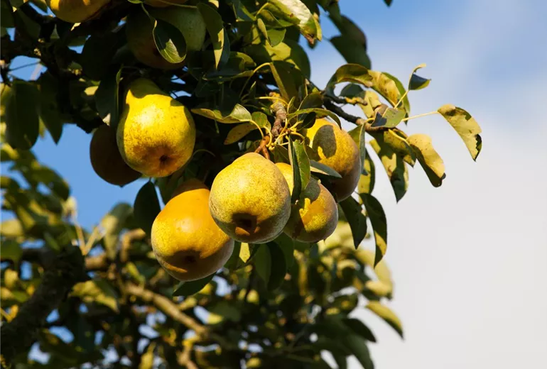 Pyrus communis