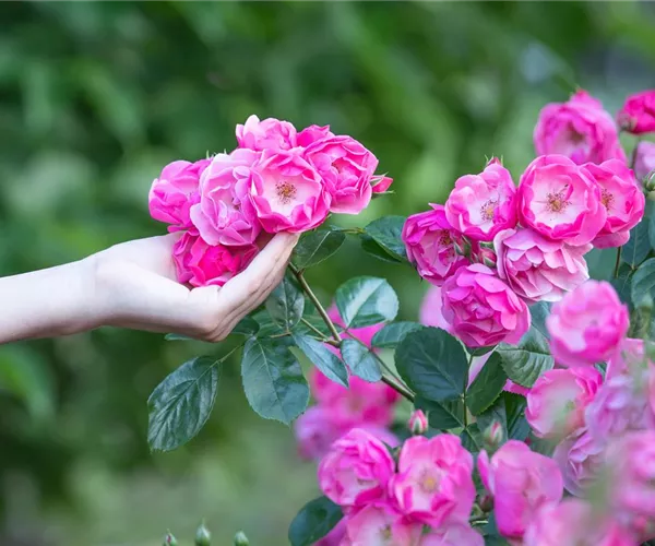 Die Rose – Wellness und Schönheit in einem