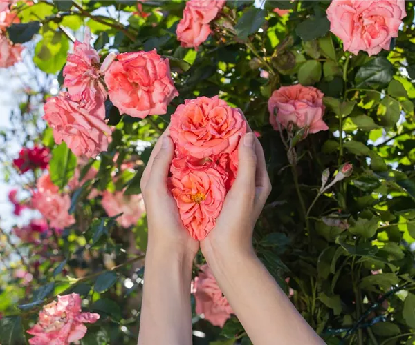 Die Rose – die Königin der Pflanzen für Balkon und Terrasse