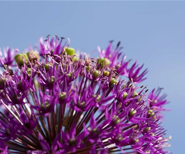 Essbare Blüten machen immer mehr Furore