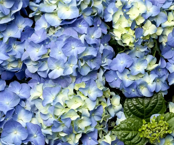 Der schöne Garten-Klassiker – die Hortensie