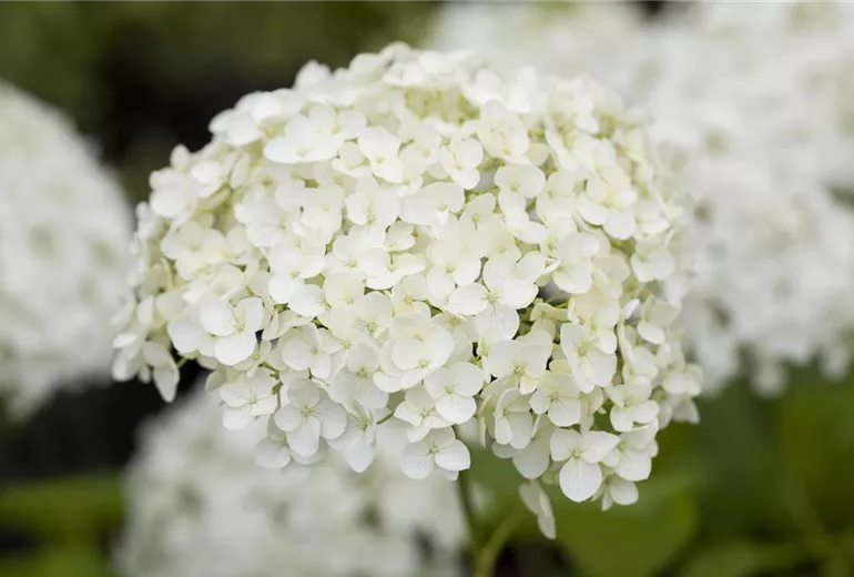 Hydrangea paniculata