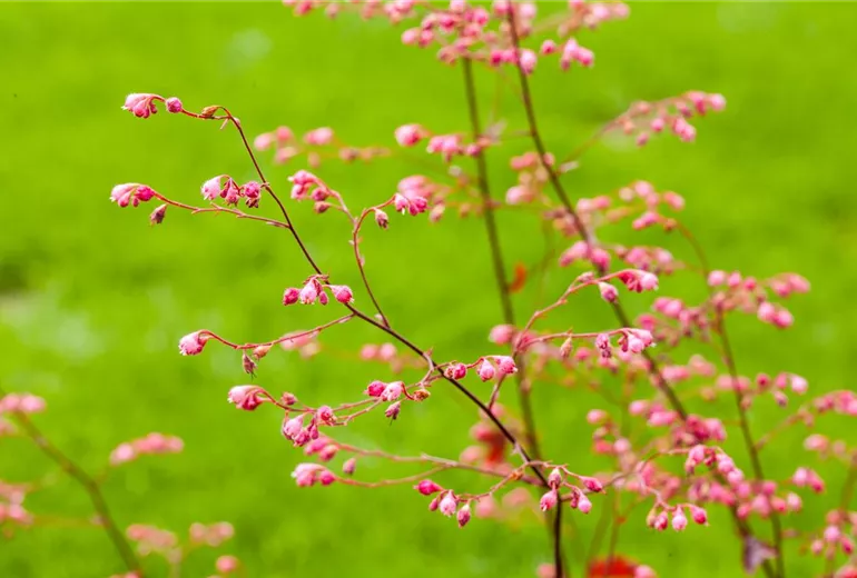 Heuchera