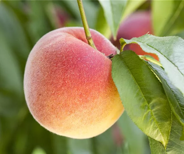 Obstbäume brauchen Sommerschnitt für die optimale Ernte