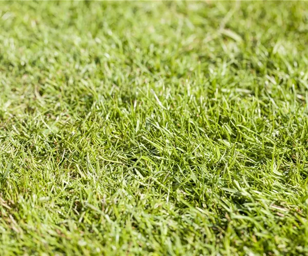 Rollrasen richtig verlegen - Tipps & Tricks