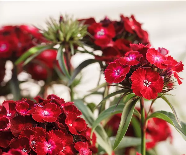 Die Bartnelke – die robuste Schönheit vom Lande