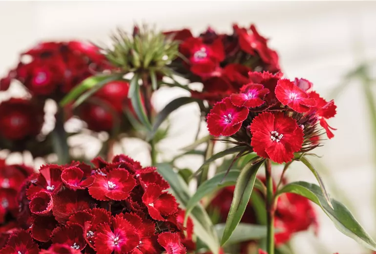 Dianthus barbatus, rot