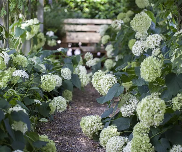 Schattengarten – Tipps zur Gestaltung