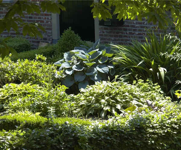 Vorhang auf: hier kommen die Blattschmuckpflanzen!