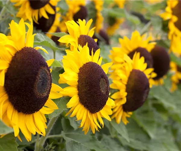 Der goldene Herbst wird bunt: die Top 8 der Herbstblumen