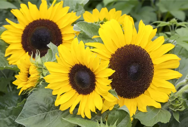 Helianthus annuus
