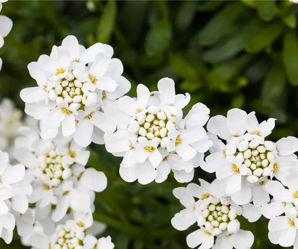 Die immergrüne Schleifenblume – Farbe garantiert
