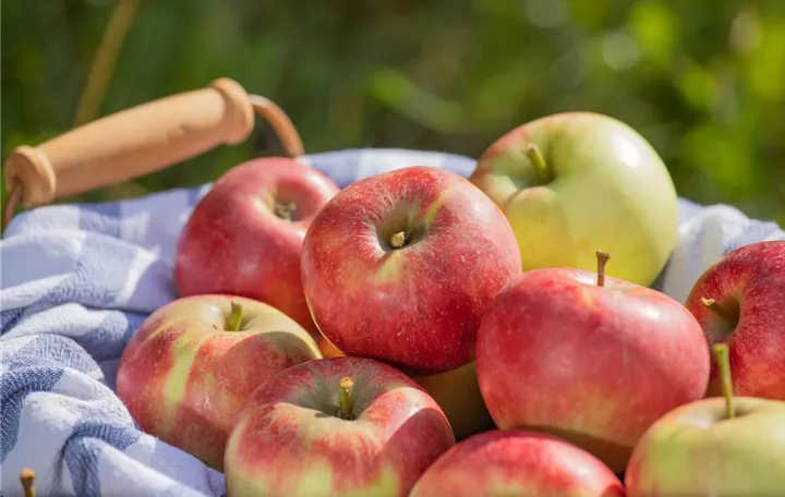 Äpfel im Korb