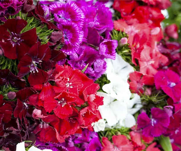 Die Bartnelke – der Star in jedem Bauerngarten