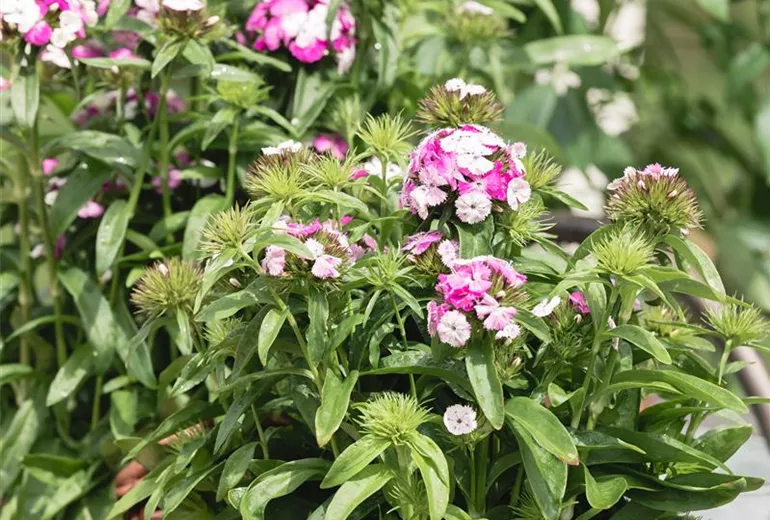 Dianthus barbatus 'Victoria'