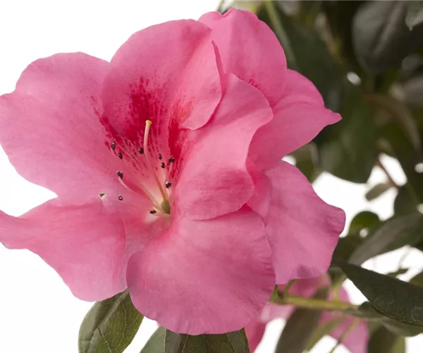 Die Zimmerazalee - Schönheit aus Fernost 