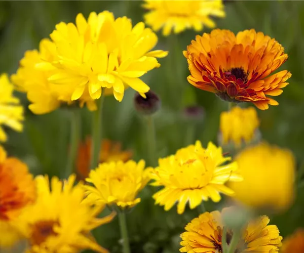 Gartenzauber im Zaubergarten. Etwas Magie gefällig?