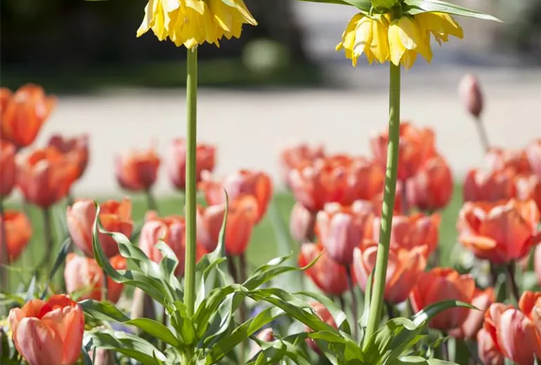 Fritillaria imperialis 'Maxima Lutea'