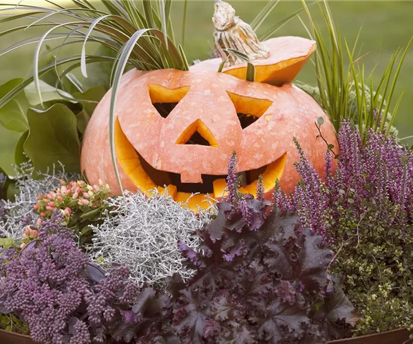 Lecker im Kochtopf oder horrormäßig als Totenkopf – mit dem Kürbis ist alles möglich!