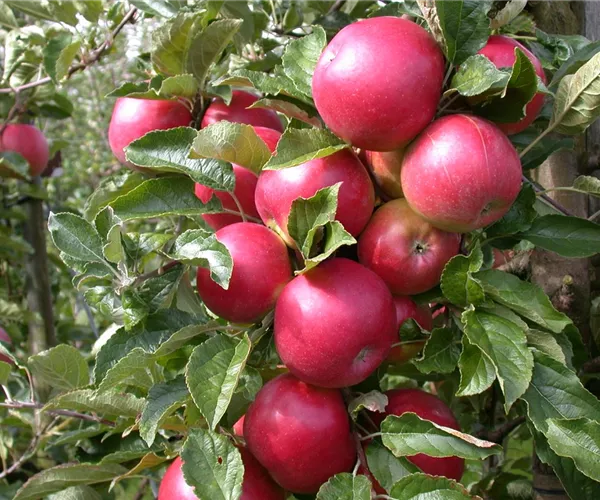 Obstbäume veredeln – frische neue Früchte
