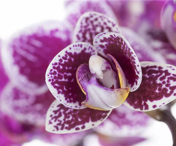 Orchideen für Anfänger und Profis