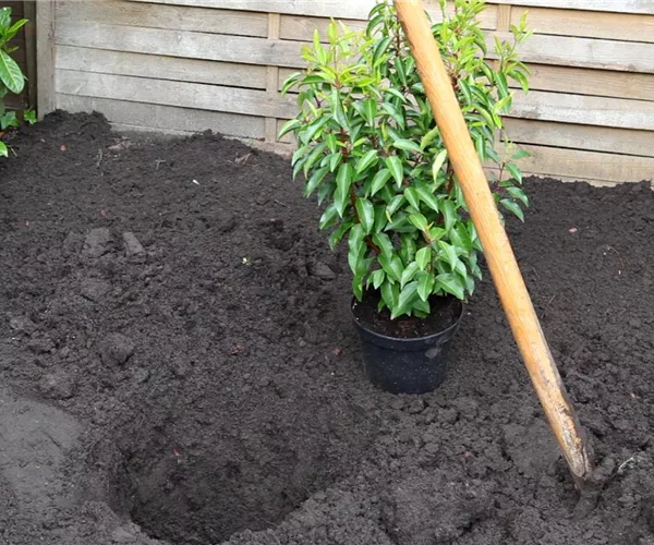 Portugiesische Kirschlorbeer - Einpflanzen im Garten