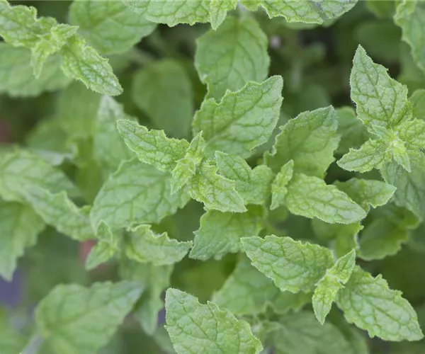 Die Erdbeer-Minze: zarte Pflanze, viel Aroma