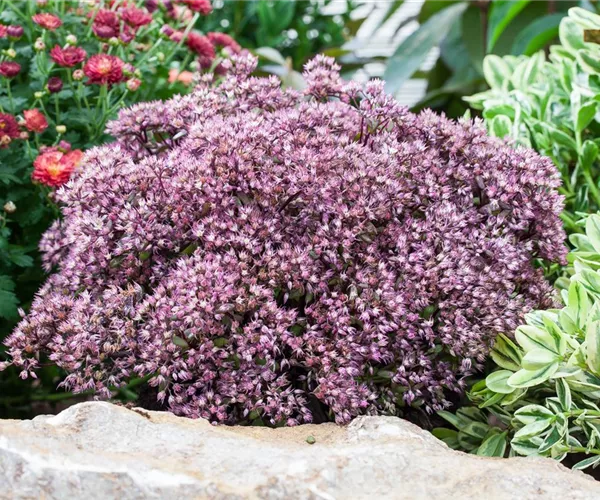 Die Fetthenne – Gärtnern light