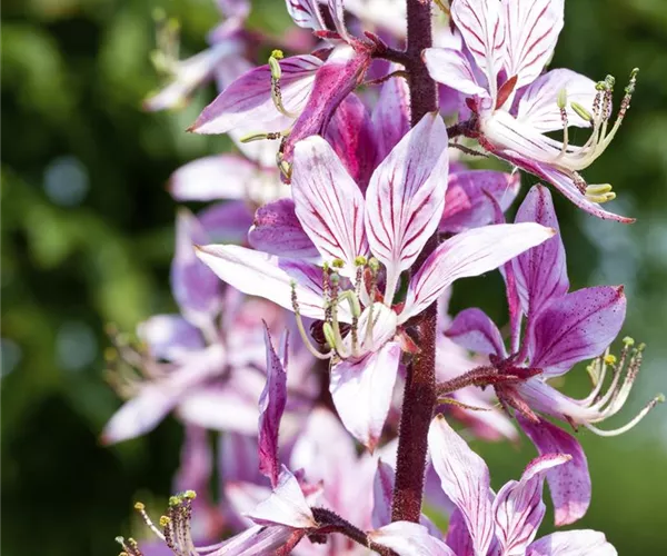Diptam – Der brennende Busch im Garten