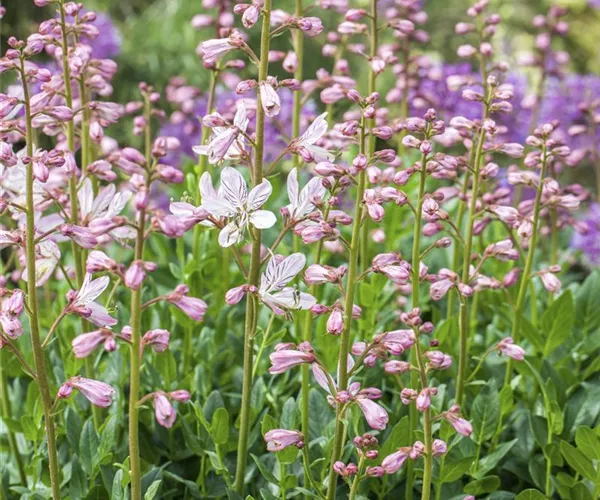 Diptam – wenn eine Pflanze Feuer fängt