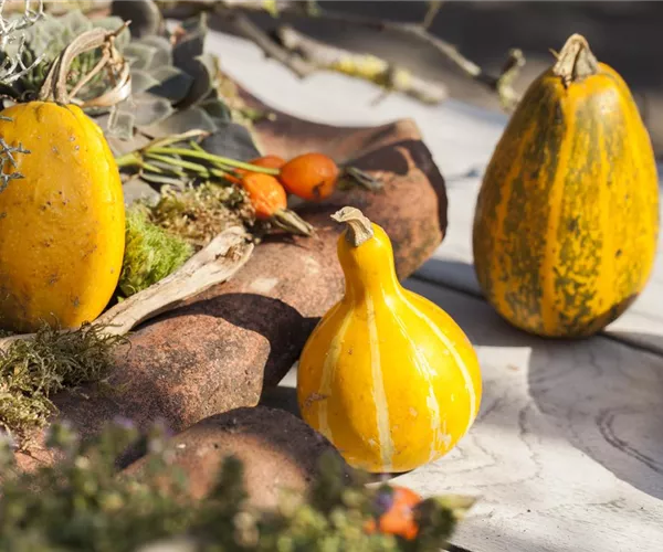 Es wird bunt! Herbst-Deko im Haus