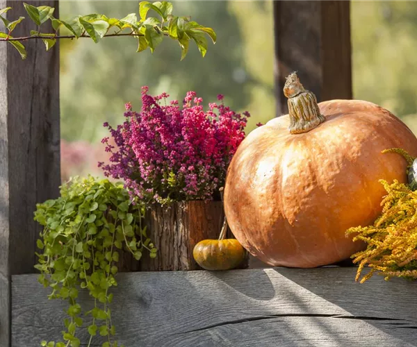 Herbstliche Dekoration im Kürbis