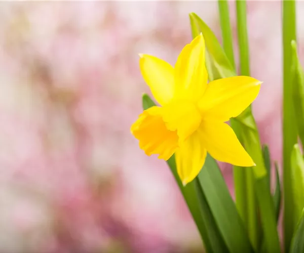 Frühling auf dem Balkon: Frühblüher pflanzen im Herbst