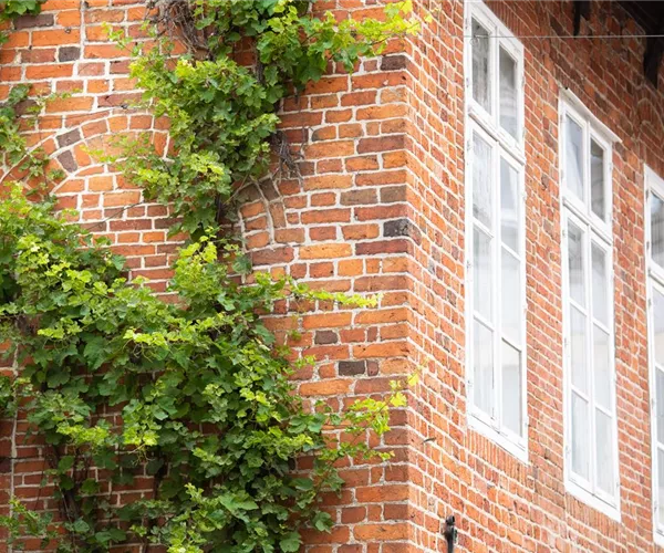 Kletterpflanzen – die grünen Bergsteiger im Garten