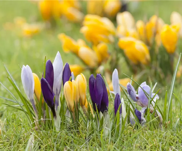 Krokus pflanzen: Der Klassiker im Frühlingsbeet