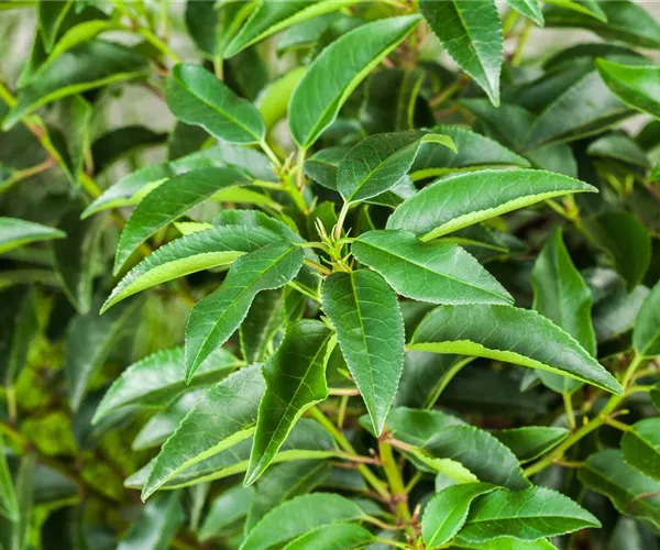 Portugiesischer Kirschlorbeer – immergrünes Multitalent