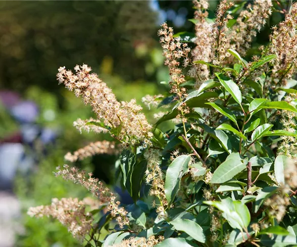 Der portugiesische Kirschlorbeer – Pflegeleichte Schönheit aus dem Mittelmeer