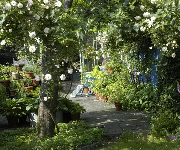 Kletterpflanzen im Garten - hoch hinaus und noch viel weiter!