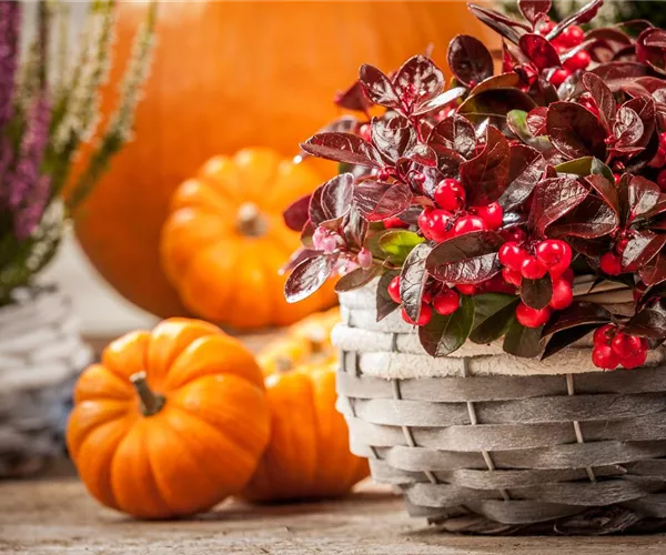 Die Haustür als Visitenkarte – Ideen für die herbstliche Dekoration