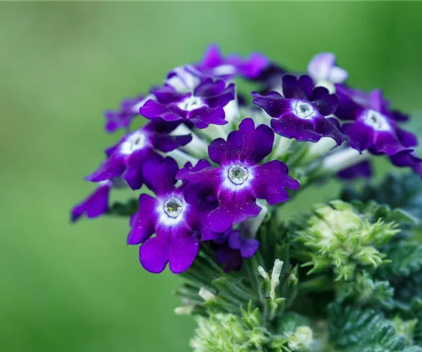 Die Verbene – der Insektenstar unter den Pflanzen