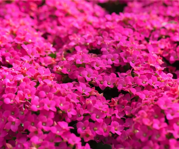 Feuer und Pflanze - Das Flammende Käthchen