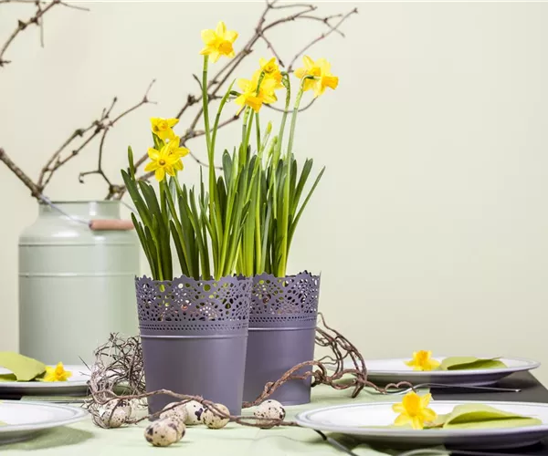 Frühblüher im Haus – Blumenzwiebeln antreiben